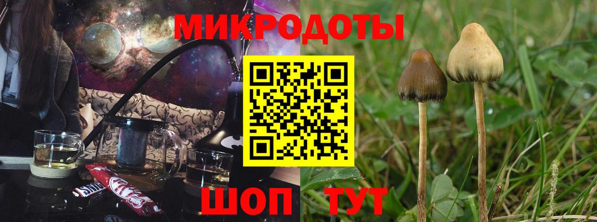 Псилоцибиновые грибы Psilocybine cubensis Керчь